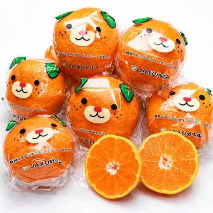 Ehime Nakajima Bin Mikan