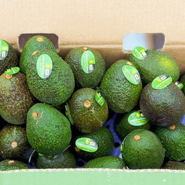 Mexico Avocado